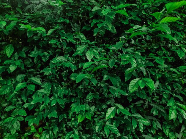 Foto folhas tropicais de textura verde escuro