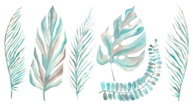 Folhas tropicais e galhos de palmeiras monstera Ilustração em aquarela em estilo de desenho na cor cinza turquesa Objetos isolados simples delicados de um grande conjunto de COCO