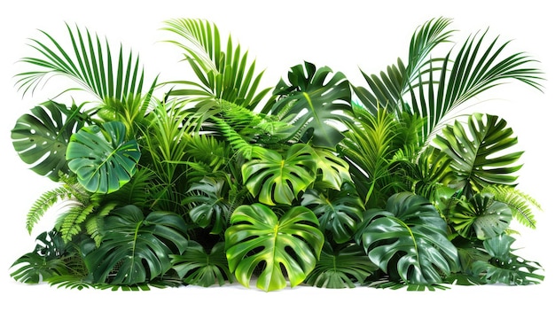 Folhas tropicais folhagem planta arbusto arranjo floral natureza fundo isolado em fundo branco