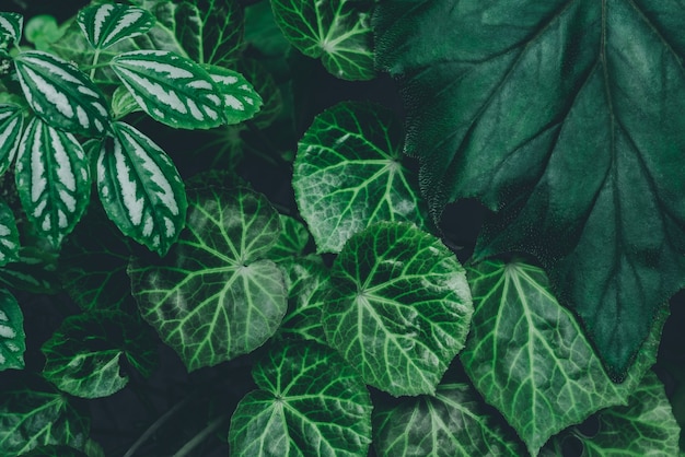 folhas tropicais folhas verdes abstratas textura fundo natureza