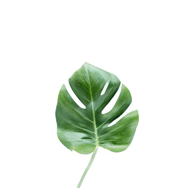 Folhas tropicais monstera em fundo branco vista de cima plana