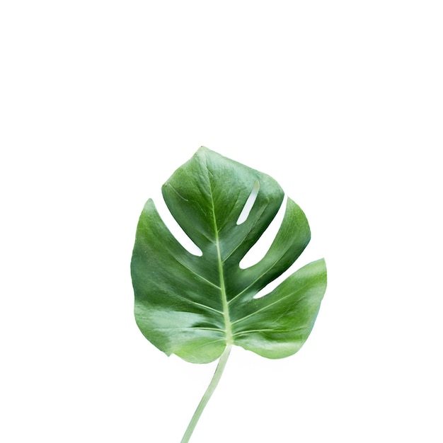 Folhas tropicais monstera em fundo branco vista de cima plana