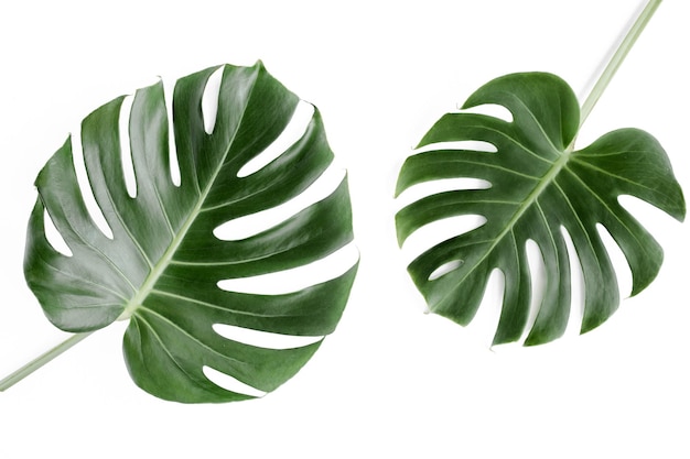 Foto folhas tropicais monstera em fundo branco vista superior plana