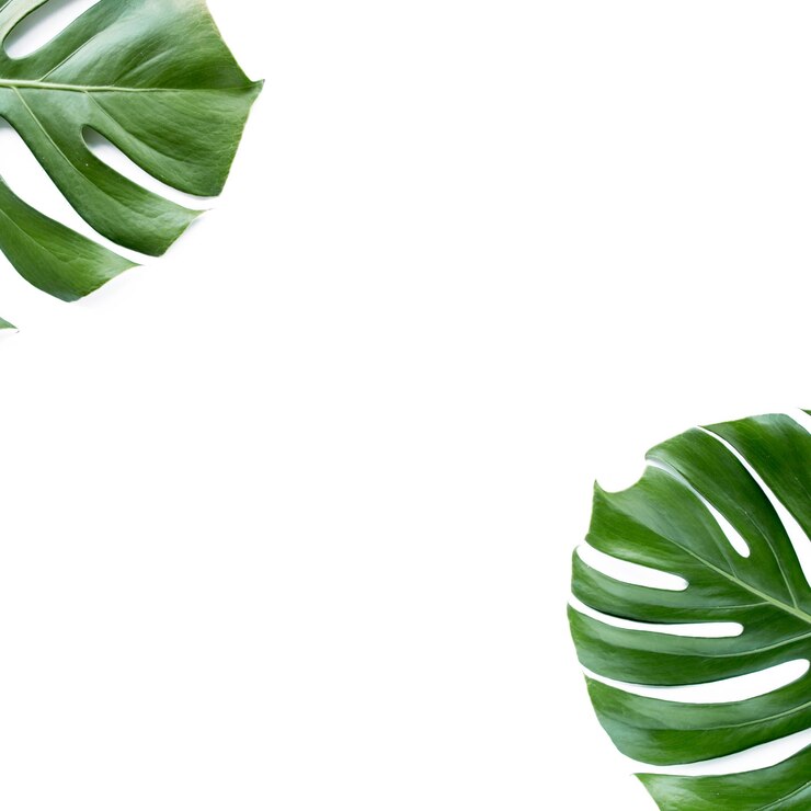 Folhas tropicais Monstera em fundo branco Vista superior plana