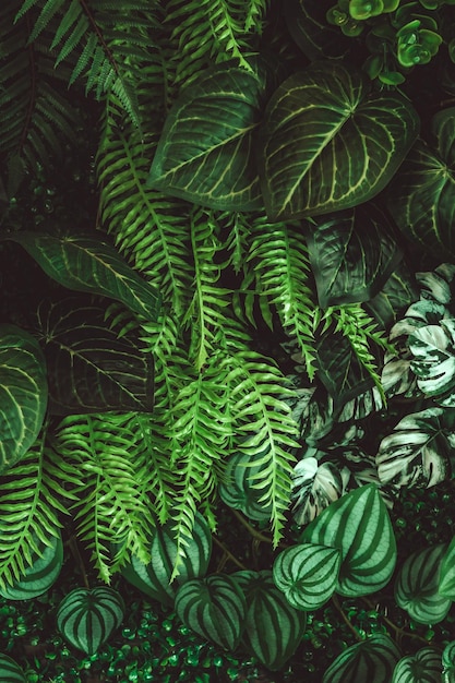 Folhas tropicais, textura de folhas verdes abstratas, fundo da natureza