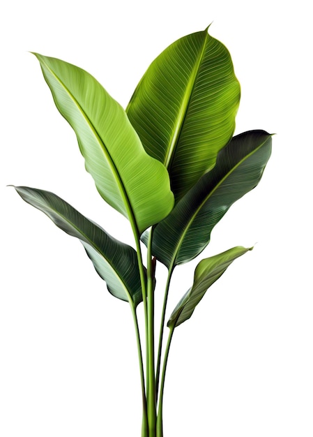 Folhas tropicais verdes frescas da planta de bananeira isoladas no fundo branco