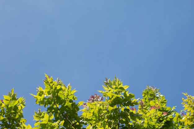 Folhas tropicais verdes no fundo do céu azul