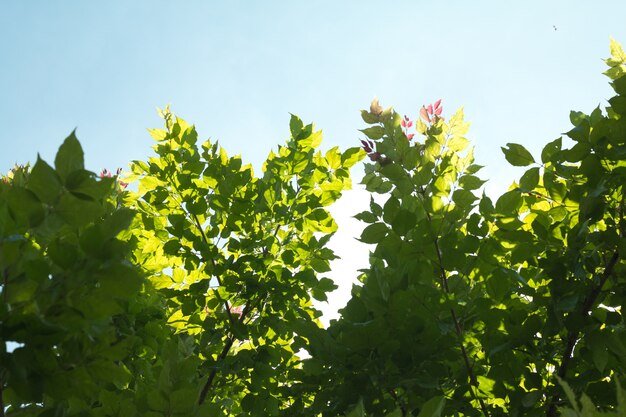 Folhas tropicais verdes no fundo do céu azul