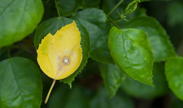 Foto folhas velhas de hibisco na filial mudadas para amarelo