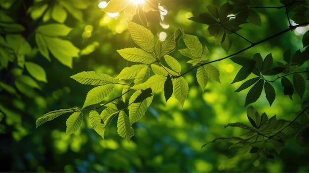 Folhas verdes à luz do sol