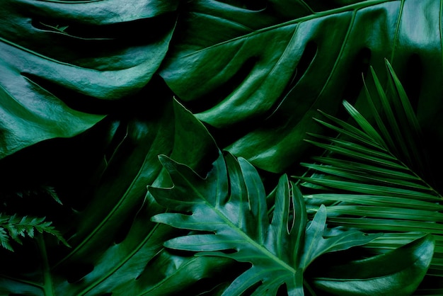 Folhas verdes abstratas fundo de textura da natureza MonsterapalmcoconutbananafernLayout criativo