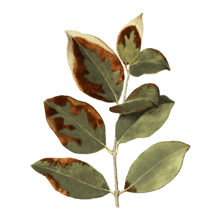 Foto folhas verdes adesivo png natureza ilustração fundo transparente