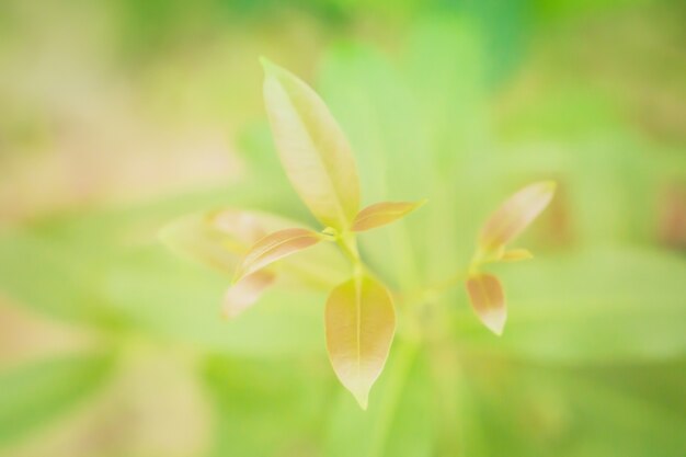 folhas verdes ao nascer do sol fundo de natureza fresca