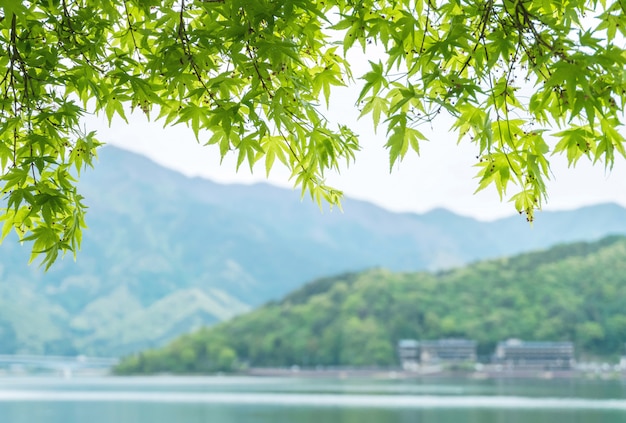 Folhas verdes bonitas closeup com montanha turva e fundo de vista para o lago