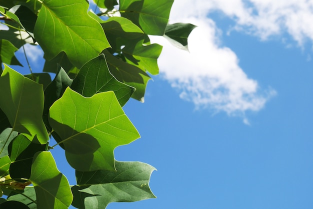 Folhas verdes bonitos com céu azul