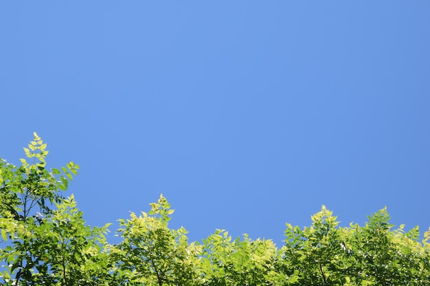 Folhas verdes brilhantes contra o céu azul na parte inferior do quadro, copie o espaço usando como fundo ou papel de parede