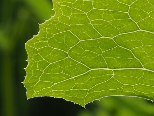 folhas verdes brilhantes de plantas em um prado de verão