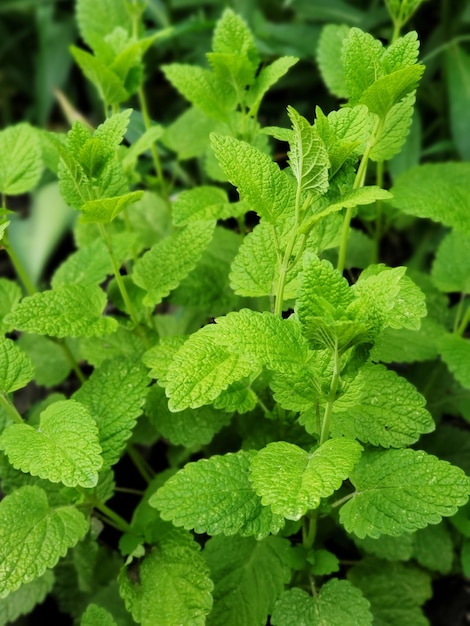 Folhas verdes brilhantes de um arbusto de hortelã fresca