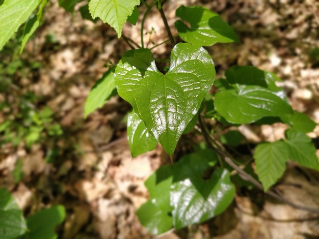 Folhas verdes brilhantes jovens de trepadeira Gênero de gramíneas e arbustos da família Convolvulus Convolvulaceae Closeup Luz solar suave através da folhagem da floresta O efeito de profundidade e desfoque