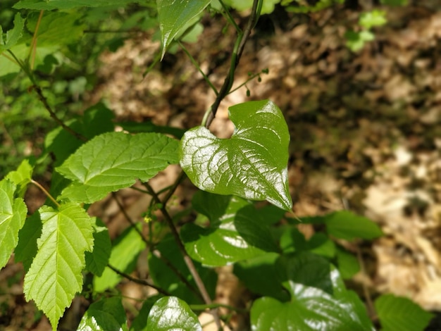 Folhas verdes brilhantes jovens de trepadeira gênero de gramíneas e arbustos da família convolvulus convolvulaceae closeup luz solar suave através da folhagem da floresta o efeito de profundidade e desfoque