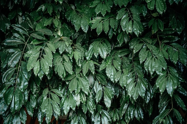 Folhas verdes brilhantes textura de fundo natural das folhas como plano de fundo