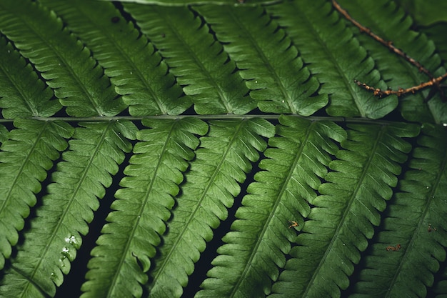 Folhas verdes close up of dark