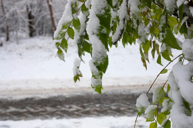 Folhas verdes cobertas de neve em galhos de árvores na floresta