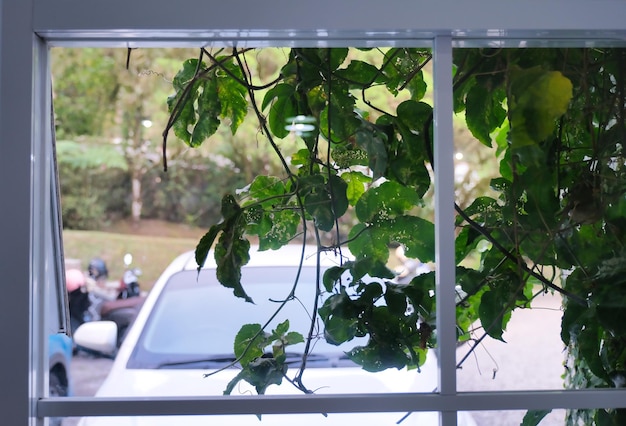 Folhas verdes cobrindo a moldura branca de uma janela de vidro voltada para o quintal da frente