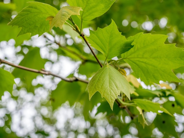 Folhas verdes com bokeh de fundo na temporada de verão