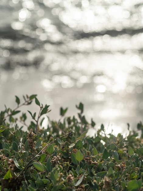 folhas verdes com fundo de mar bokeh