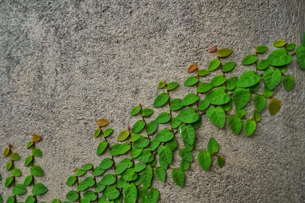 Folhas verdes com fundo de textura de ornamento abstrato na parede
