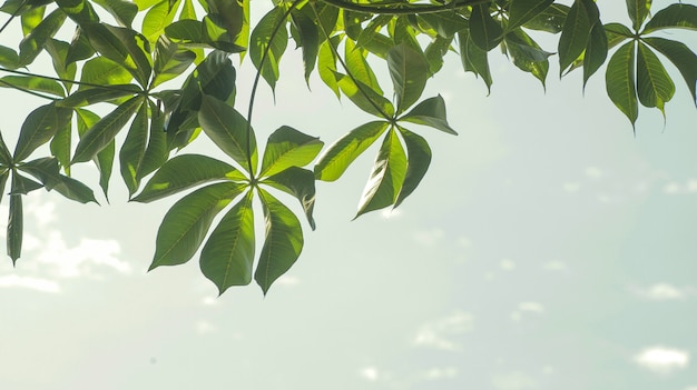 Folhas verdes com fundo do céu durante o dia