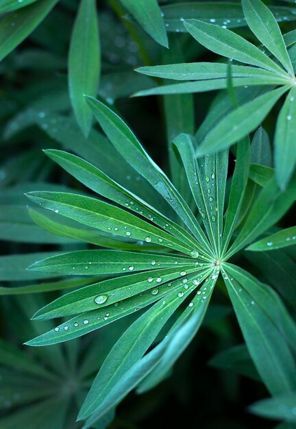 folhas verdes com gotas de água closeup