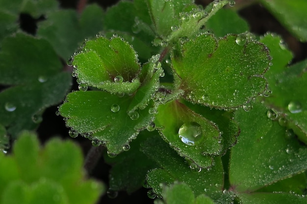 Folhas verdes com gotas de água depois da chuva