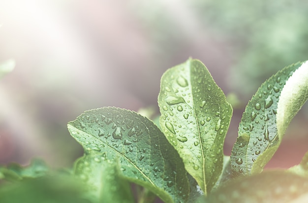 Folhas verdes com gotas de chuva em um fundo desfocado com destaques