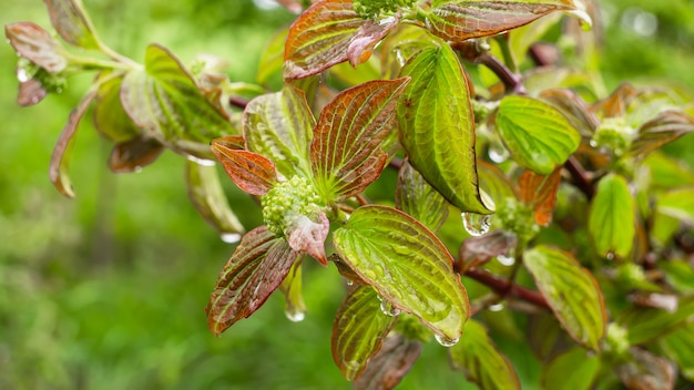 Folhas verdes com gotas de orvalho