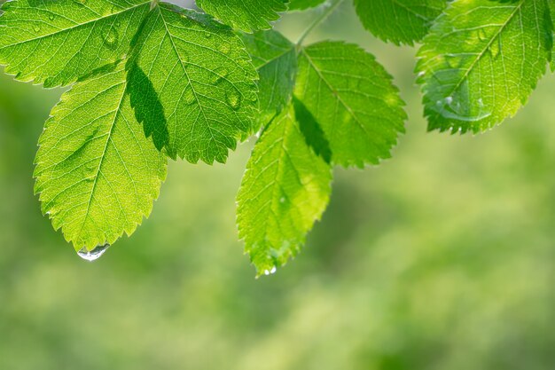 Folhas verdes com gotas de orvalho