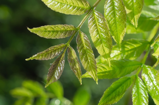 Folhas verdes com gotas de orvalho