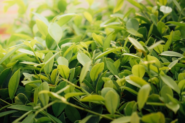 Foto folhas verdes com laranja claro