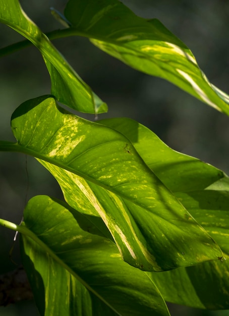 Folhas verdes com luz de fundo