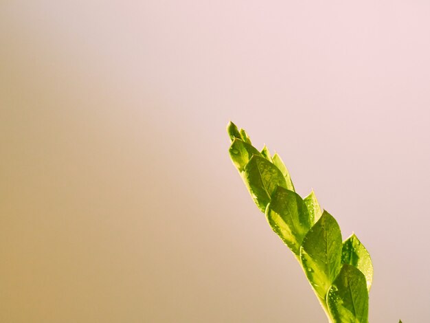 Folhas verdes com luz do sol.