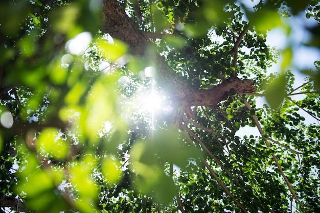 Folhas verdes com luz solar através