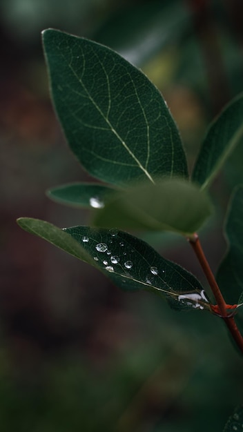 Folhas verdes com pingos de chuva, papel de parede colorido e relaxante, espaço para texto