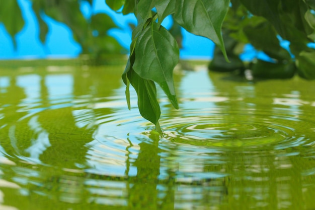 Folhas verdes com reflexo na água