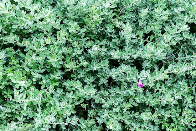 Folhas verdes como dimensões A natureza criou tudo com perfeição Luz e sombra são a beleza das fotos O sol da manhã aquece tudo