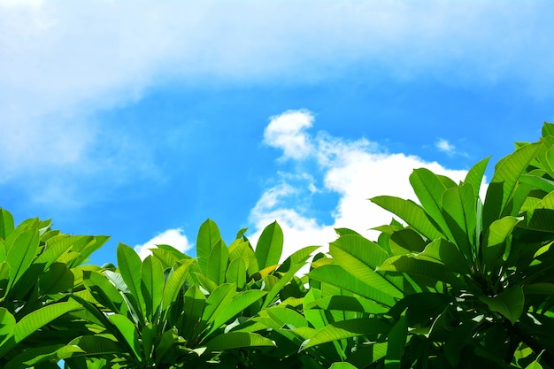 Folhas verdes contra o céu no verão