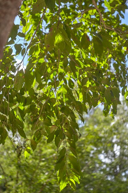 Folhas verdes criam sombra