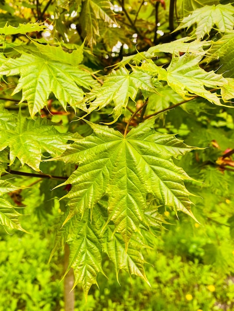 folhas verdes da árvore com rebentos de uma bétula