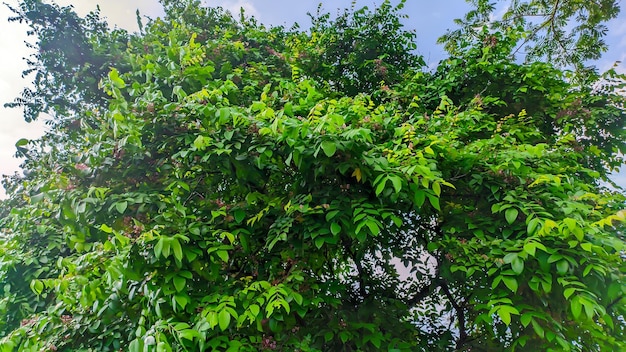 Foto folhas verdes da árvore do fruto-estrela ou averrhoa carambola