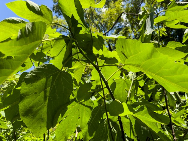 Folhas verdes da árvore em um dia ensolarado